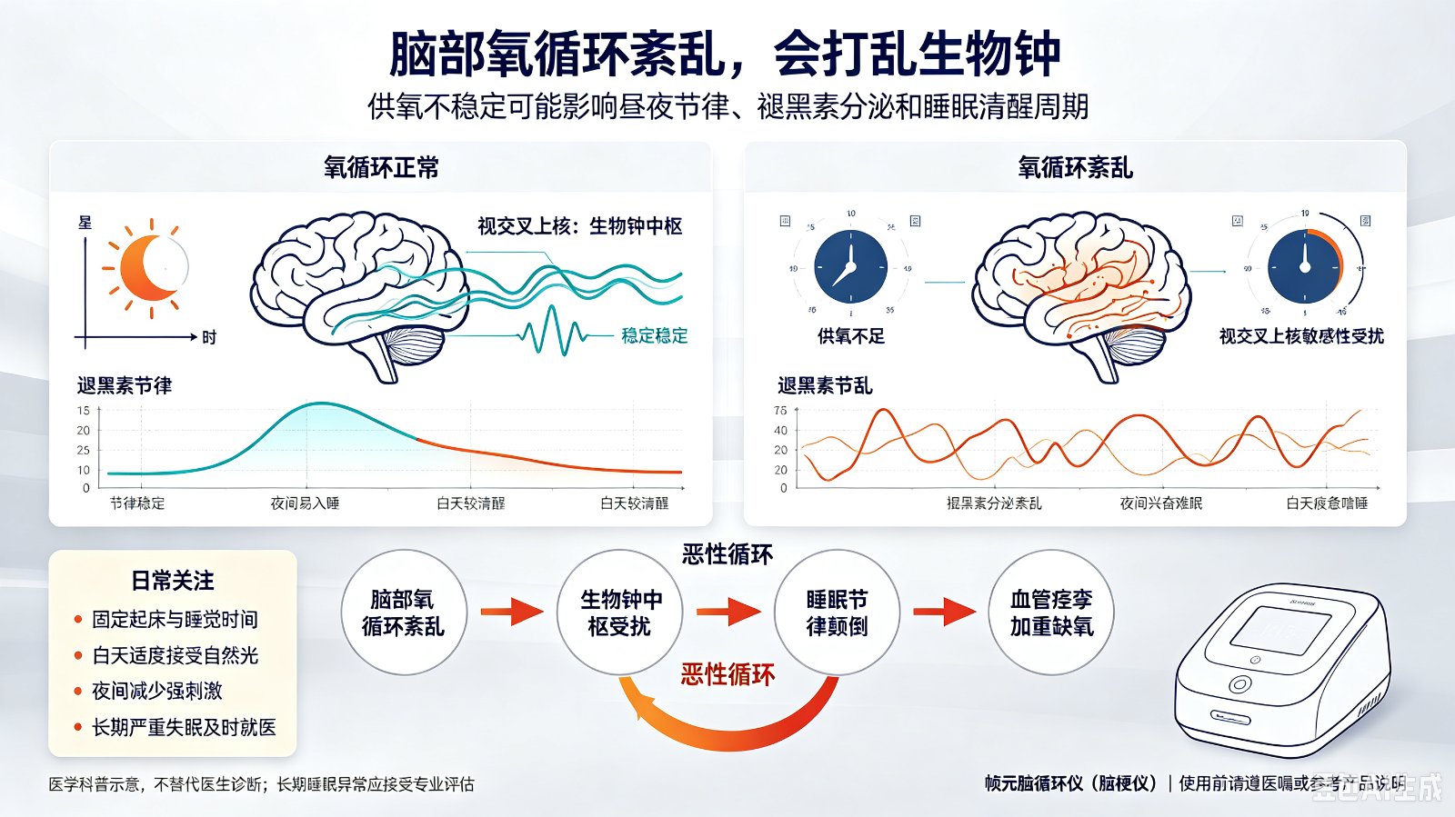 脑部氧循环紊乱如何影响生物钟?
